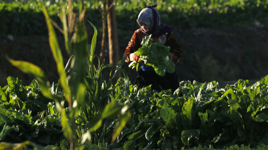 A woman works at an agriculture field in Aleppo November 8, 2014. REUTERS/Hosam Katan   (SYRIA - Tags: AGRICULTURE SOCIETY) - RTR4DDI0
