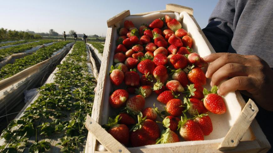 A Palestinian labourer holds up a box of freshly picked strawberries, intended for export, on a farm in Beit Lahiya in the northern Gaza Strip December 7, 2011. REUTERS/Ibraheem Abu Mustafa (GAZA - Tags: AGRICULTURE FOOD SOCIETY BUSINESS) - RTR2UY5X