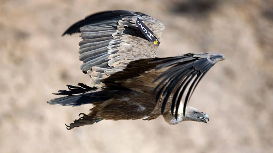 A tagged vulture is released in the Israeli southern Negev Desert, near Sde Boker, on October 26, 2013, after dozens of vultures where captured in operation to monitor the vulture population in the desert by the Israeli nature and park authority. The Vultures in Israel are in danger of extinction due to poisoning and electrocution from high voltage electric lines. AFP PHOTO/MENAHEM KAHANA        (Photo credit should read MENAHEM KAHANA/AFP/Getty Images)