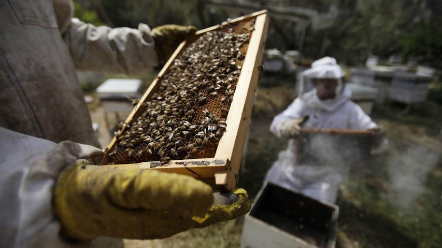 A Palestinian beekeeper checks a honeycomb before collecting honey at a farm in Rafah in the southern Gaza Strip, April 9, 2013. REUTERS/Ibraheem Abu Mustafa (GAZA - Tags: SOCIETY) - RTXYEPE