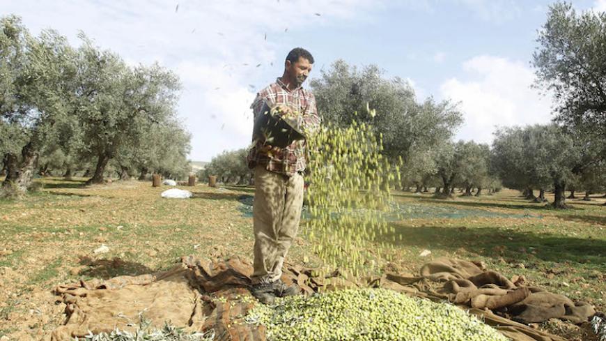 A worker pours olives out of a bucket during the olive harvest in Sidi Tabet, near Tunis November 13, 2012. REUTERS/Zoubeir Souissi    (TUNISIA - Tags: AGRICULTURE FOOD) - RTR3AD0P