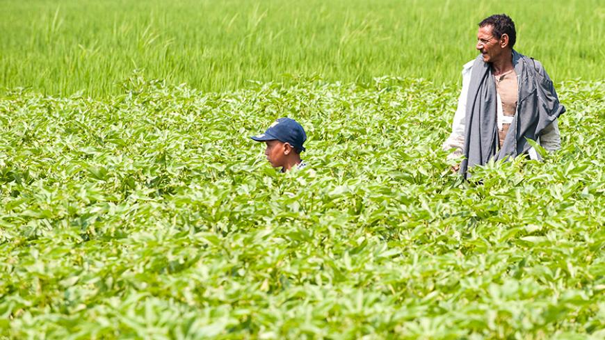 A child and farmer Am Tayeb stand in a field of extra long staple "Giza 88" cotton in Shubra Kheit in El Beheira Governorate, north of Cairo, Egypt, July 29, 2015. After the agriculture ministry banned cotton imports to help local producers, the cabinet abruptly vetoed the idea - the latest in a series of economic policy U-turns and delays under President Abdel Fattah al-Sisi.  Such schizophrenic decision-making is also a symptom of wider policy problems affecting Egypt, which is struggling to re-energise i