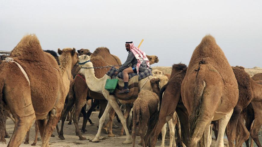 Even camels struggle to survive in war-torn, dry Iraq - Al-Monitor:  Independent, trusted coverage of the Middle East