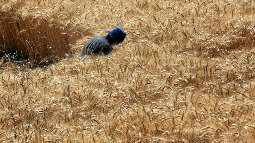 A farmer harvests wheat on Qalyub farm in the El-Kalubia governorate, northeast of Cairo, Egypt May 1, 2016. REUTERS/Amr Abdallah Dalsh - RTX2CSAO