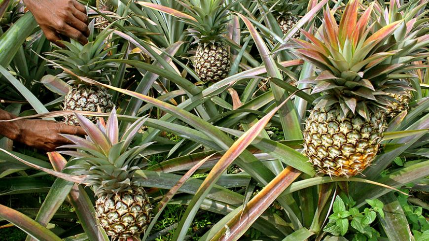 An Indian farmer collects pineapples inside a field on the outskirts of the northeastern Indian city of Siliguri March 6, 2006. - RTXODES