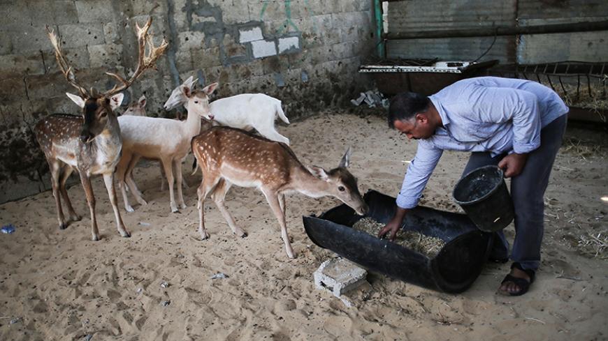 Palestinian Majid Sharab feeds his deer on October 2, 2016 in Khan Yunis in the southern Gaza Strip.
Two male and female deers were smuggled from Egypt into the Gaza strip through a tunnel, before they were sold to Sharab who now breeds them.  / AFP / SAID KHATIB        (Photo credit should read SAID KHATIB/AFP/Getty Images)