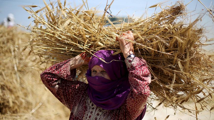 A Palestinian woman collects barley during harvest on a farm in Khan Younis in the southern Gaza Strip April 25, 2016. REUTERS/Ibraheem Abu Mustafa  - RTX2BJRS
