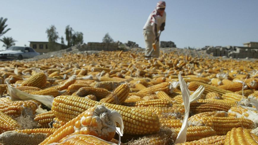 A farmer lays out harvested corn cobs on the ground to sun dry in Albu Efan village south west of Falluja, 50 km (30 miles) west of Baghdad November 5, 2007.     REUTERS/Mohanned Faisal  (IRAQ) - RTR1VOGU