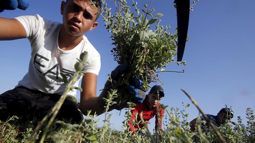 Palestinian farmers use scythes to pick thyme plants (Zatar) to be sold at West Bank and Arab countries markets, in the West Bank village of Falamyeh near Qalqilya September 17, 2015. REUTERS/Abed Omar Qusini - RTS1KL4