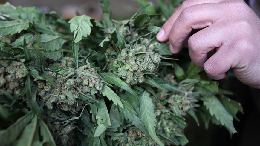 A Palestinian policeman shows one of the hundreds of seized marijuana plants at the police headquarters in the West Bank city of Hebron on March 31, 2015. The plants, which were confiscated in the Hebron area, were being cultivated by a Palestinian farmer in cooperation with Israelis, the Hebron police said. AFP PHOTO/ HAZEM BADER        (Photo credit should read HAZEM BADER/AFP/Getty Images)