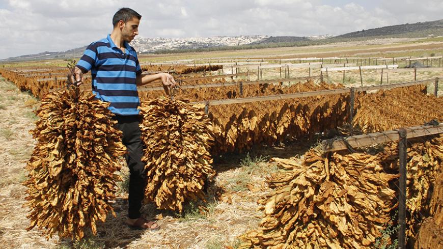 Palestinian farmer Saleh Hamarsheh carries dry tobacco in his field to make local cigarettes in the town of Ya'bad near the West Bank city of Jenin September 22, 2014. REUTERS/Abed Omar Qusini (WEST BANK - Tags: SOCIETY) - RTR4795L