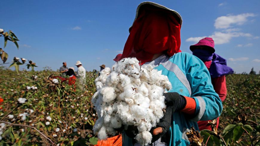 A farmer shows cotton in a field of San el-Hagar village, in the province of Al-Sharqia, Cairo, Egypt October 18, 2016. Picture taken October 18, 2016. REUTERS/Amr Abdallah Dalsh - RTSTSP4