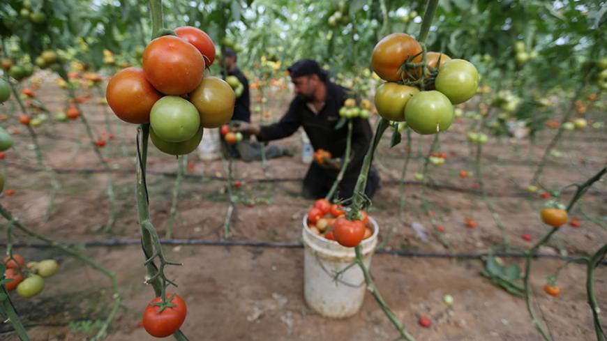 Palestinian farmers pick tomatoes to be exported into Israel, on a farm in Deir El-Balah in the central Gaza Strip March 11, 2015. Israel imported its first fruit and vegetables from the Gaza Strip in almost eight years on Thursday, in a partial easing of an economic blockade maintained since the Islamist group Hamas seized control of the Palestinian territory. Twenty-seven tonnes of tomatoes and five tonnes of eggplants were trucked across the border under an Israeli plan to bring in around 1,200 tonnes of