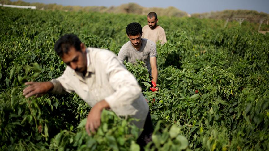 Palestinian farmers harvest peppers at a farm in Gaza City on September 19, 2013. AFP PHOTO / MOHAMMED ABED        (Photo credit should read MOHAMMED ABED/AFP/Getty Images)
