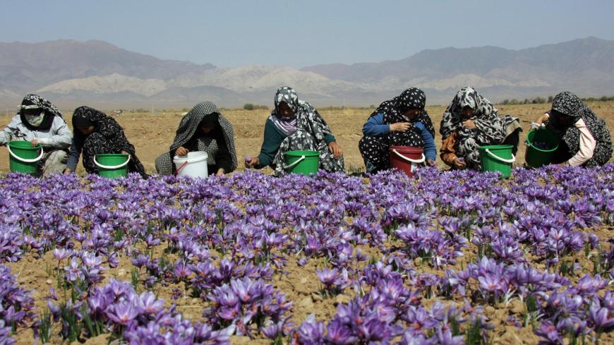 SHAHN ABAD, IRAN:  TO GO WITH AFP STORY "IRAN-FARM-ECONOMY-LUXURY-SAFFRON" Iranian women wearing chadors pick saffron flowers on a farm in Shahn Abad village, near the town of Torbat-e Heydarieh, northeast of Iran, 31 October 2006. Despite Iran's status as the undisputed heavyweight champion of the saffron world, it has yet to realize the full economic potential of the 3,000 year-old industry and faces challenges to hold on to its rampant market share. MORE IMAGES AVAILABLE ON IMAGE FORUM AFP PHOTO/BEHROUZ 
