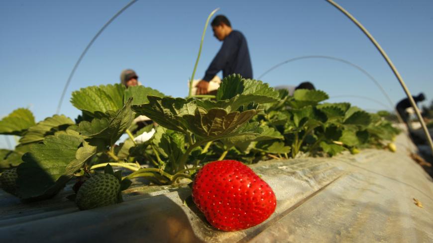 Palestinian labourers pick strawberries, intended for export, on a farm in Beit Lahiya in the northern Gaza Strip December 7, 2011. REUTERS/Ibraheem Abu Mustafa (GAZA - Tags: AGRICULTURE FOOD SOCIETY BUSINESS) - GM1E7C71ETL01