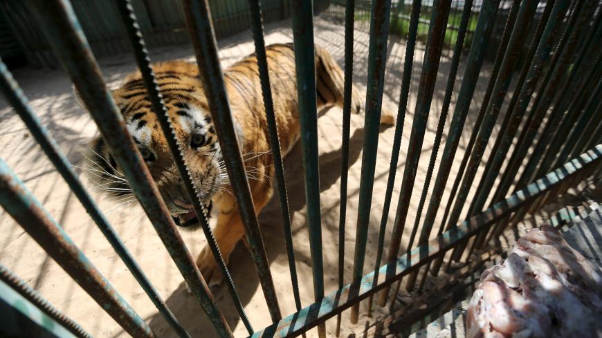 A tiger is seen inside an enclosure at a zoo in Khan Younis in the southern Gaza Strip March 7, 2016. REUTERS/Ibraheem Abu Mustafa  - GF10000336620