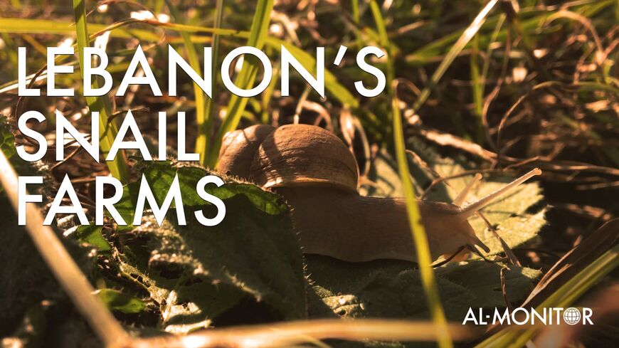 Snail Farms in Lebanon