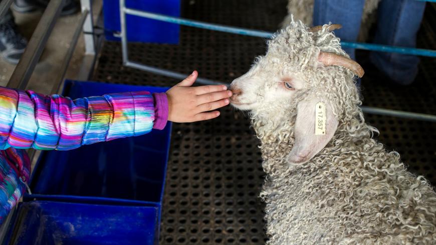 A girl touches the snout of a Angora Goat at the Nampo Harvest Day Expo outside Bothaville on May 15, 2018. - Nampo Harvest Day, the biggest privately owned agriculture Expo in the southern Hemisphere, takes place from May 15 to 18 May 2018 outside Bothaville. (Photo by WIKUS DE WET / AFP)        (Photo credit should read WIKUS DE WET/AFP/Getty Images)