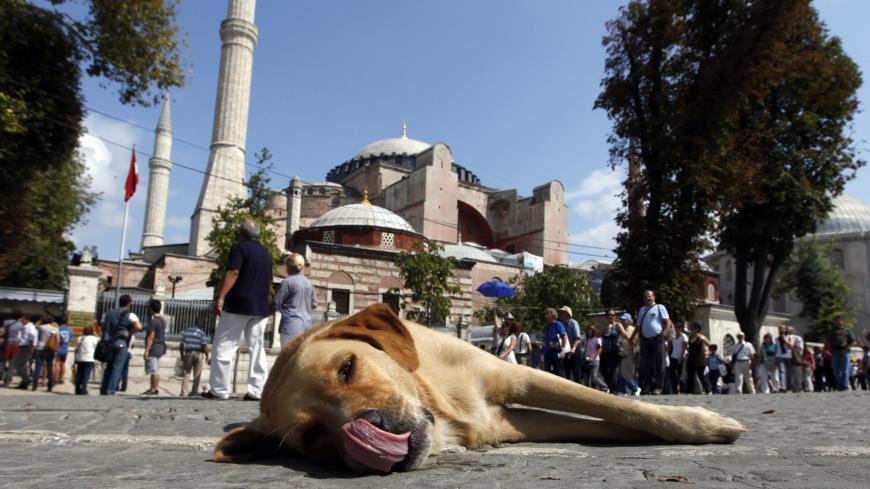 A stray dog lies outside the Hagia Sophia museum in Istanbul September 17, 2010. About 250 Greek Orthodox Christians who intended to hold mass at the former basilica of Hagia Sophia have abandoned their visit to Turkey, state-run Anatolian news agency said on Friday. A mass at the former cathedral would have defied Turkish law that bars religious services in what is now a museum. REUTERS/Murad Sezer (TURKEY - Tags: POLITICS RELIGION ANIMALS TRAVEL) - GM1E69H1N0701