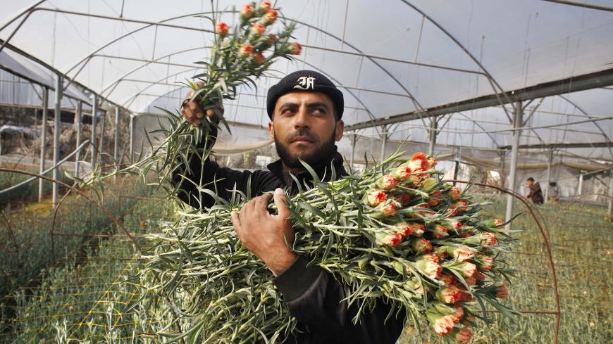 A Palestinian farmer picks flowers from a farm to be sold on Valentine's Day, in Rafah in the southern Gaza Strip February 11, 2014. Valentine's Day falls on Friday. REUTERS/Ibraheem Abu Mustafa (GAZA - Tags: SOCIETY) - GM1EA2B1COD01