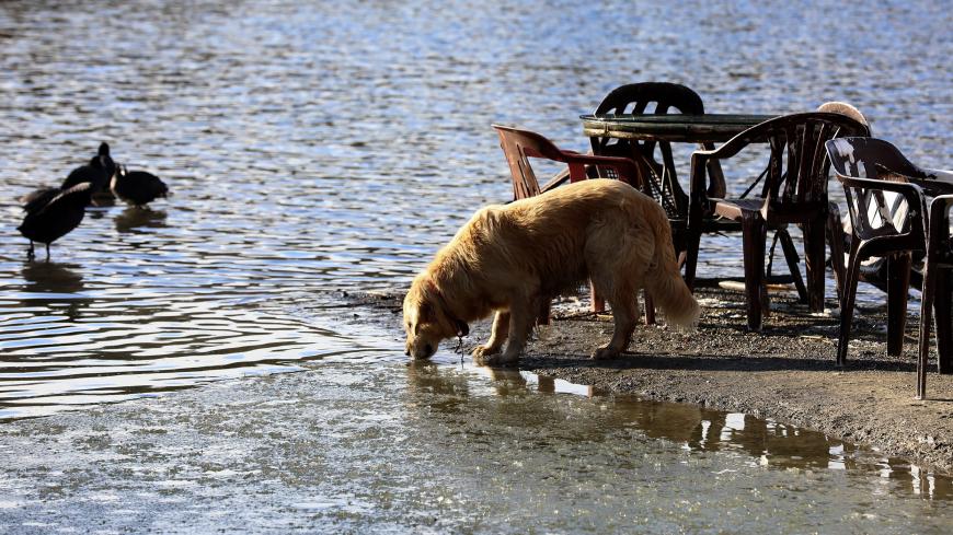 A dog drinks water on Lake Eymir in Ankara on January 17, 2019. (Photo by Adem ALTAN / AFP)        (Photo credit should read ADEM ALTAN/AFP/Getty Images)