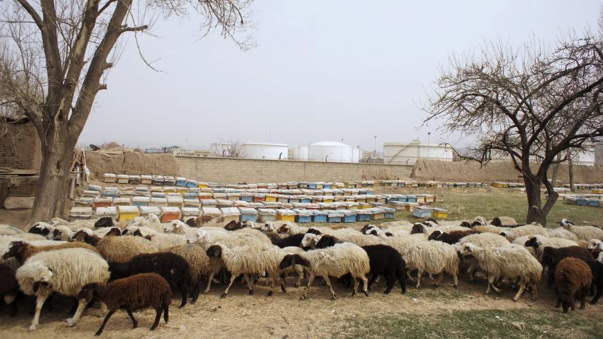 A flock of sheep pass by beehives, as the National Iranian Oil Company's tank farm is seen at rear, in the countryside near Khoy ,1071 km (665 miles) northwest of Tehran, April 2, 2011. REUTERS/Morteza Nikoubazl (IRAN - Tags: ANIMALS BUSINESS ENERGY ENVIRONMENT) - GM1E7430FRD01