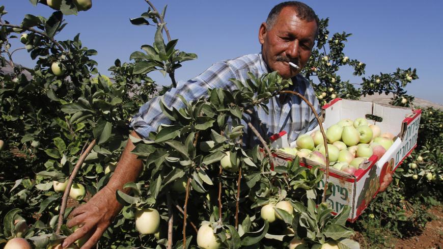 A Palestinian labourer smokes a cigarette as he picks apples during a harvest in a field in the West Bank village of al-Faraa, near Nablus June 24, 2013. REUTERS/Abed Omar Qusini (WEST BANK - Tags: SOCIETY AGRICULTURE BUSINESS) - GM1E96O1MHM01