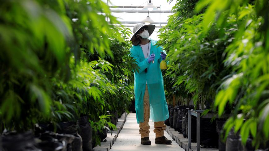 An employee tends to medical cannabis plants at Pharmocann, an Israeli medical cannabis company in northern Israel January 24, 2019. Picture taken January 24, 2019. REUTERS/Amir Cohen - RC116A4F32D0