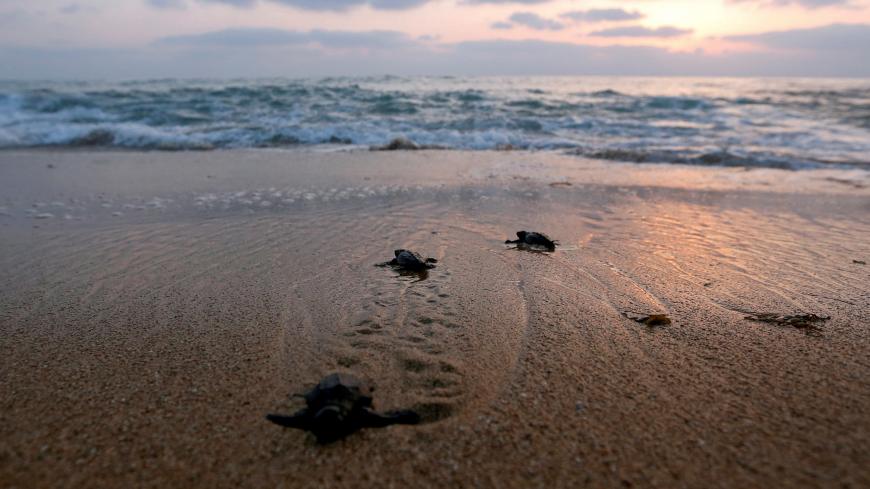 Baby sea turtles crawl to the sea at a seashore in El-Mansouri village, near the southern city of Tyre, Lebanon July 24, 2017. Picture taken July 24, 2017. REUTERS/Jamal Saidi     TPX IMAGES OF THE DAY - RC1AF2697750