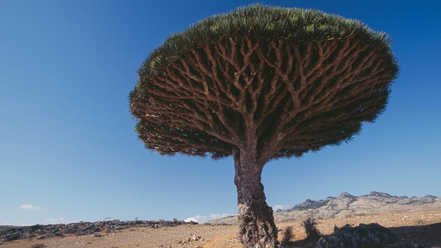 Dragon tree of Socotra (Dracaena cinnabari), Diksam, Socotra Island (Unesco World Heritage List, 2008), Yemen.