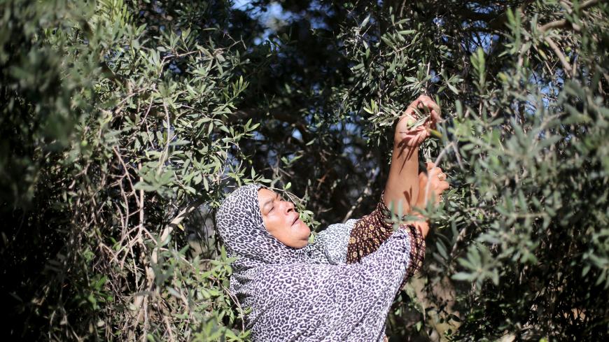 A Palestinian woman picks olives at a farm in the central Gaza Strip October 8, 2019. REUTERS/Ibraheem Abu Mustafa - RC1BD96C5E00