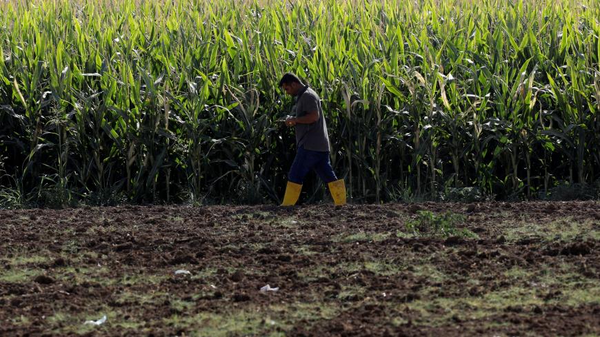 A farmer walks past a corn field near the Turkish-Iraqi border in Silopi, Turkey, September 23, 2017. REUTERS/Umit Bektas - RC1B04B35480