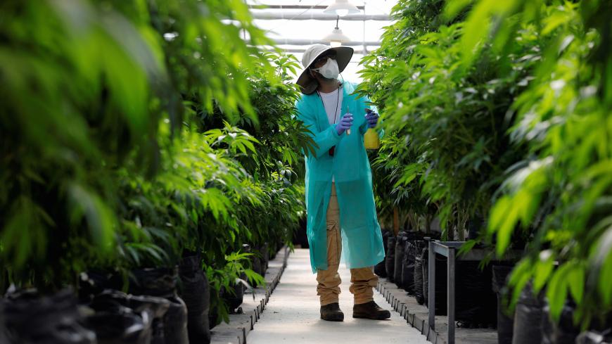 An employee tends to medical cannabis plants at Pharmocann, an Israeli medical cannabis company in northern Israel January 24, 2019. Picture taken January 24, 2019. REUTERS/Amir Cohen - RC116A4F32D0