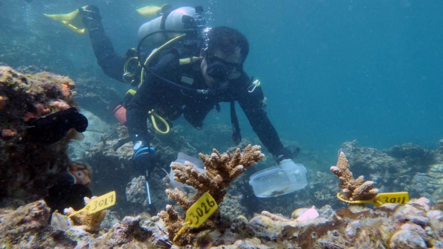 A diver inspects transplanted coral near Dibba Port in Fujairah, United Arab Emirates, June 15, 2020. Picture taken June 15, 2020. REUTERS/Christopher Pike - RC2MBH9IA8NL