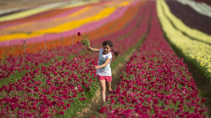 An Israeli girl picks Ranunculus flowers in a cultivated field in the southern Israeli Kibbutz of Nir Yitzhak, located along the Israeli-Gaza Strip border, on April 20, 2015. The flower bulbs will be mostly exported to Europe. AFP PHOTO / MENAHEM KAHANA        (Photo credit should read MENAHEM KAHANA/AFP via Getty Images)
