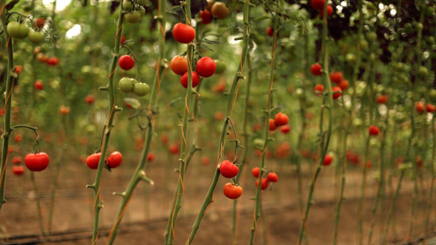 Tomatoes grow at a farm in the Sudanese capital Khartoum on April 17, 2015. AFP PHOTO / PATRICK BAZ        (Photo credit should read PATRICK BAZ/AFP via Getty Images)