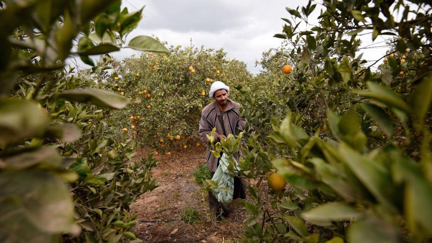 Hany Mousa, 38, collects mandarins at a farm on December 27, 2016 in the Egyptian village of Abu Ghalib, in Cairo's northern Giza province. / AFP / MOHAMED EL-SHAHED        (Photo credit should read MOHAMED EL-SHAHED/AFP via Getty Images)