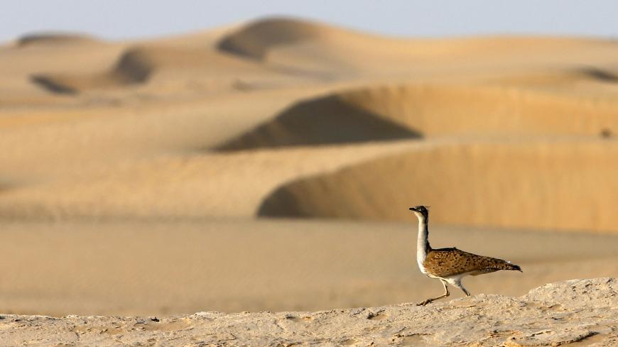 A houbara bustard walks at Al-Marzoom Hunting reserve, 150kms west of Abu Dhabi in the United Arab Emirates on February 2, 2016.  / AFP / KARIM SAHIB        (Photo credit should read KARIM SAHIB/AFP via Getty Images)