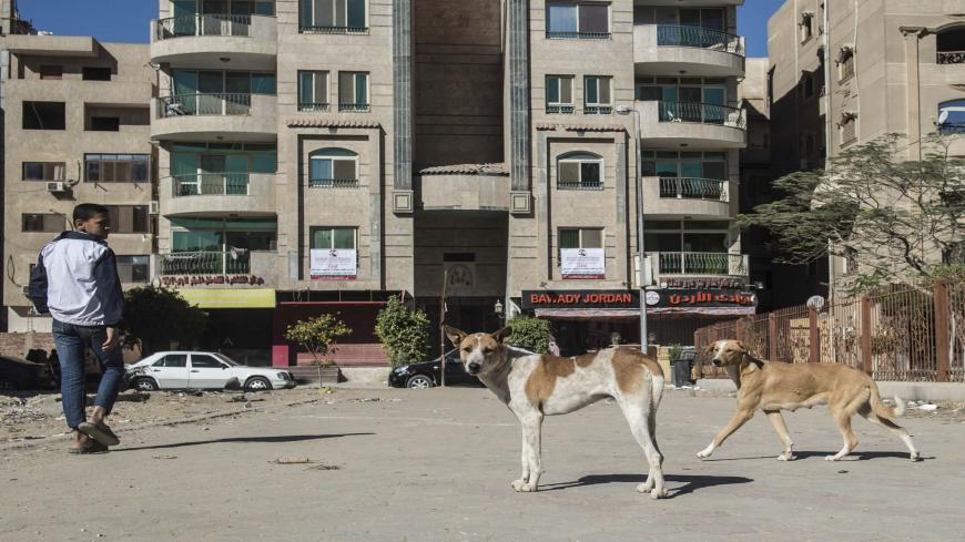 Stray dogs are seen in a street in the Egyptian capital Cairo on December 12, 2018. - In Egypt, stray dogs, commonly referred to as 'baladi dogs', are widely viewed as unsanitary and dirty. They are typically seen running about the streets and scavenging garbage for food. There are no official data on the size of the stray dogs' population but activists say they are running loose in millions. Animal rights advocates have sought to offer solutions to the crisis, actively removing dogs from the streets and gi