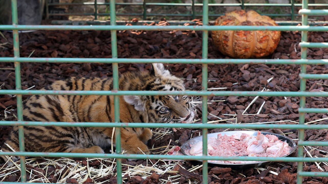 ANWAR AMRO/AFP via Getty Images