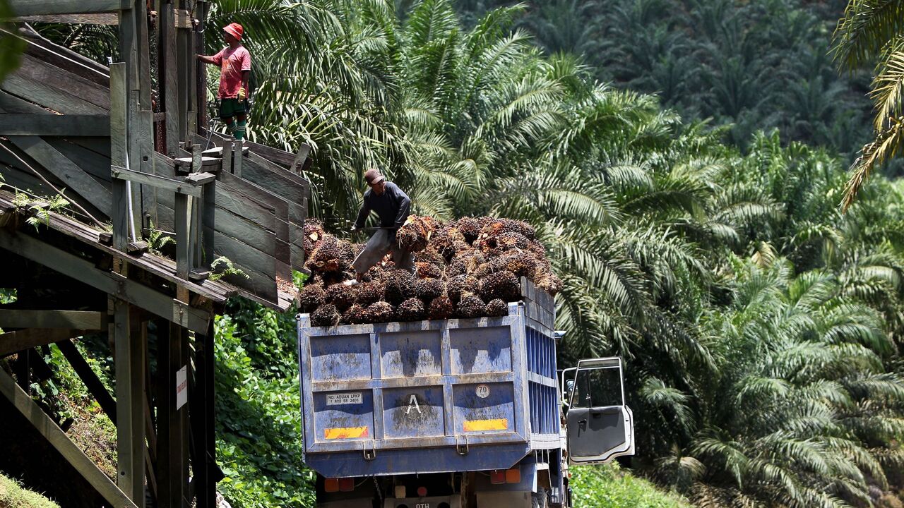 A picture taken on Sept. 25, 2011, shows a worker loading palm oil fruits onto a lorry at a plantation in Bintulu Sarawak.