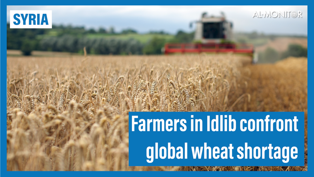 Wheat Idlib - thumbnail