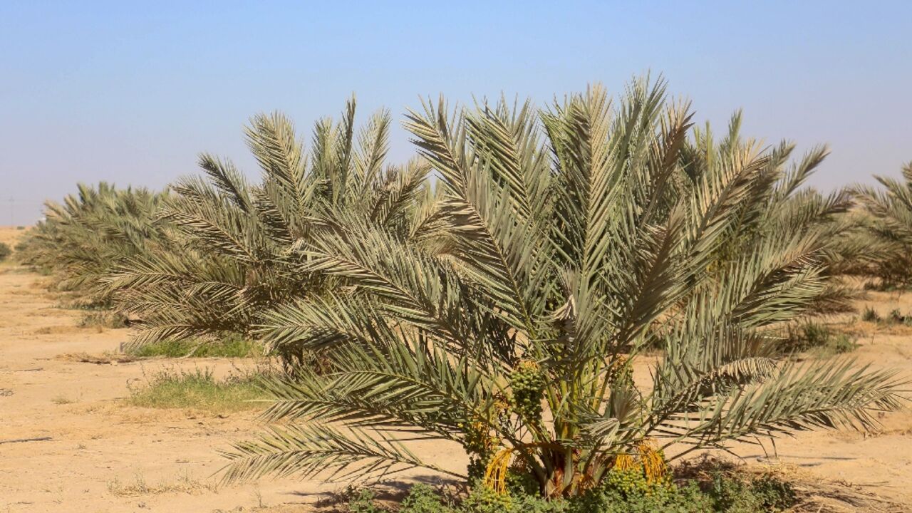 Once known as the "country of 30 million palm trees", and home to 600 varieties of the fruit, Iraq's date production has been blighted by decades of conflict and environmental challenges, including drought, desertification and salinisation