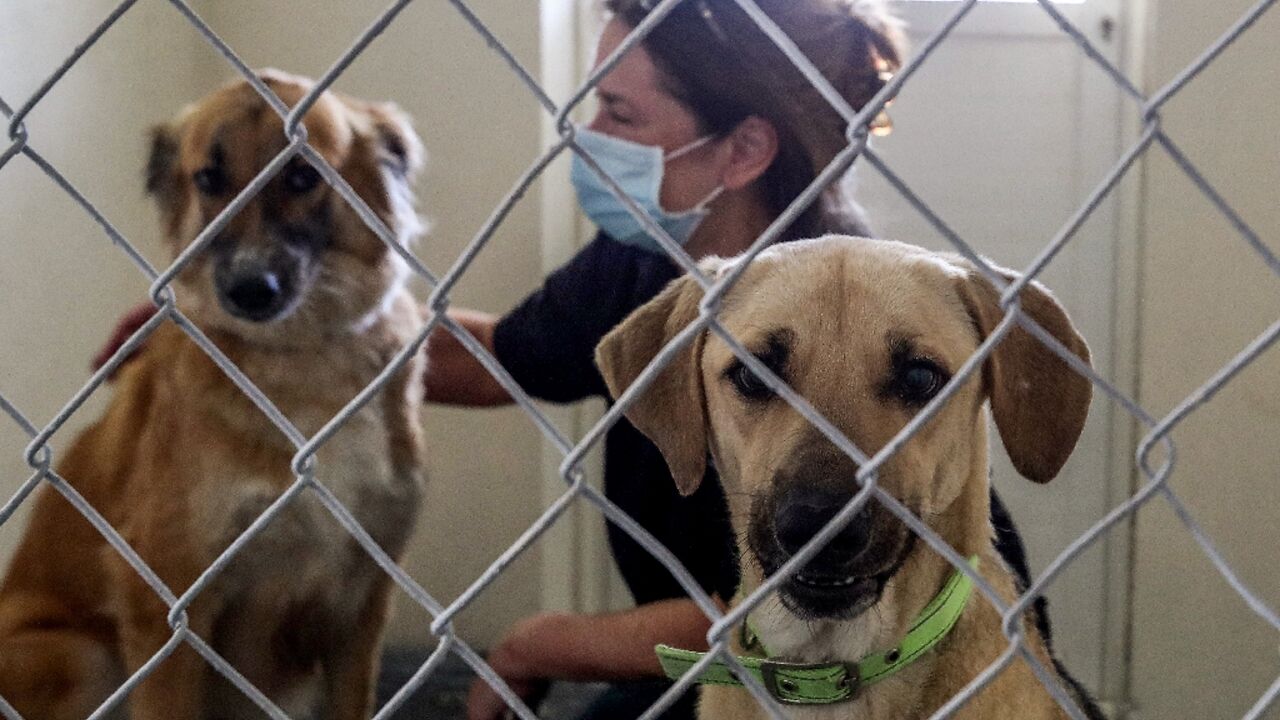 In this file photo taken on June 14, 2020 an animal trainer of the Paws animal welfare organisation checks on a rescued stray dog inside a kennel at the charity's premises south of the Qatari capital Doha