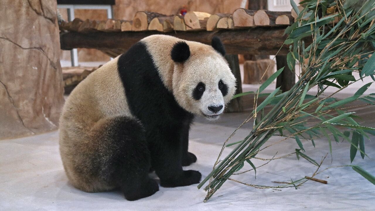 A Chinese giant panda at the Al Khor park in Qatar