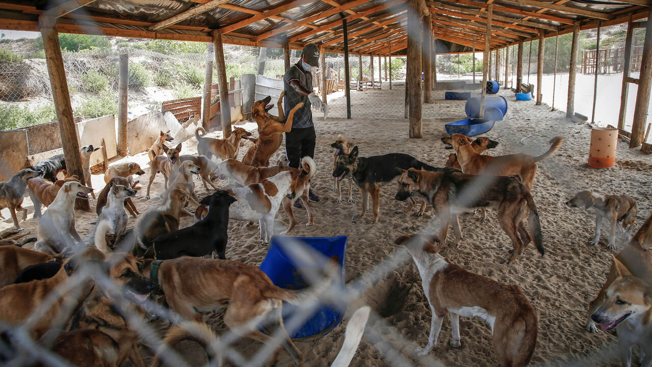 Volunteer at the Sulala Society for Animal Care Saeed al-Err attends to stray dogs at the association's shelter in Gaza City, Gaza Strip, Sept. 9, 2020.