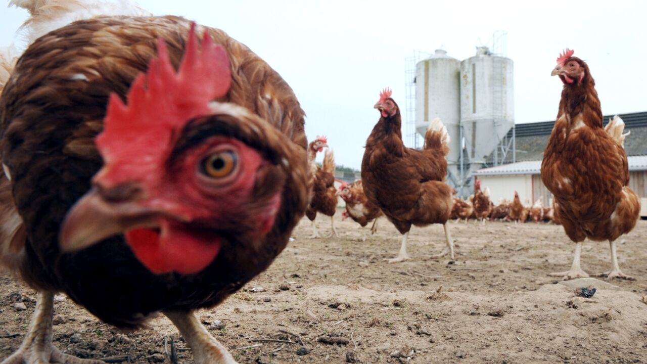 The technology involves genetically modifying egg-laying hens so that, when carrying male embryos, those do not progress and hatch 