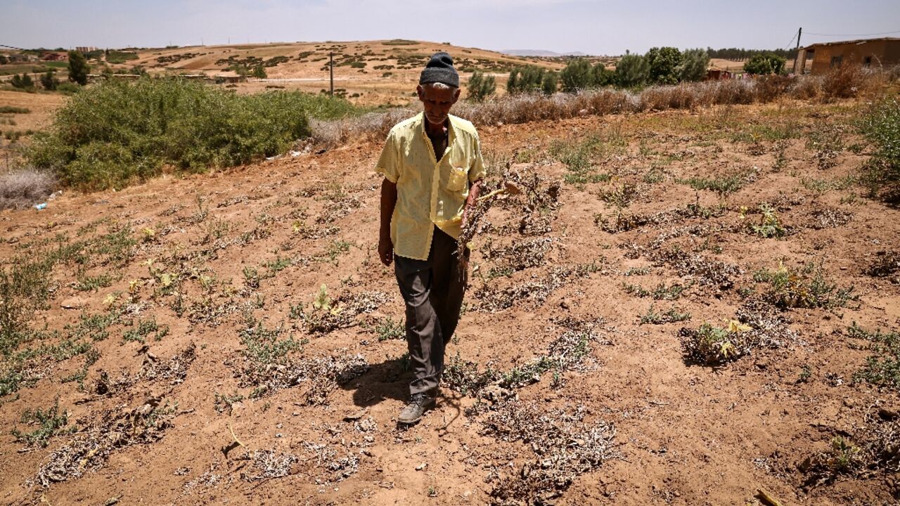 A man inspects his damaged crops, in the Moroccan town of Sidi Slimane, after six years of drought