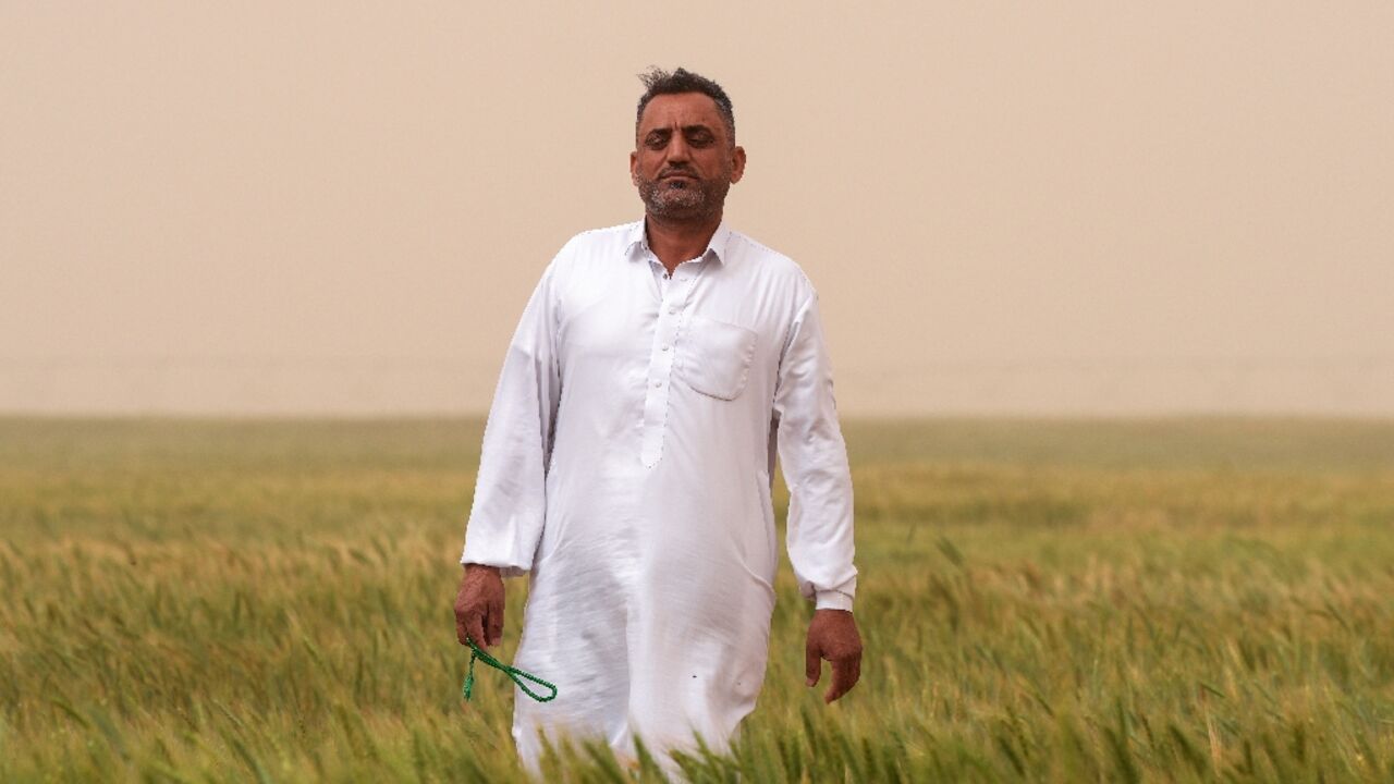 Iraqi farmer Hadi Saheb says he is cultivating 20 times  more land than before in the Najaf desert thanks to groundwater and a government initiative